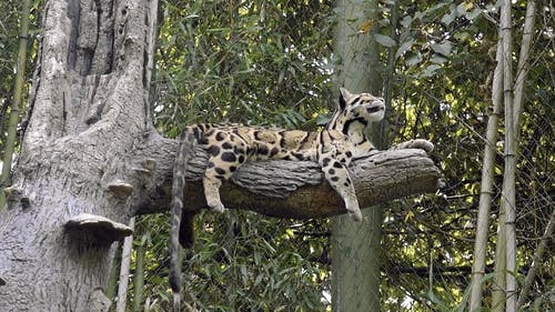 有关云豹, 休息, 动物的免费素材视频