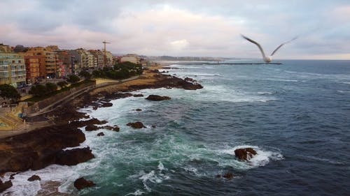 有关动物, 岩石, 建筑的免费素材视频