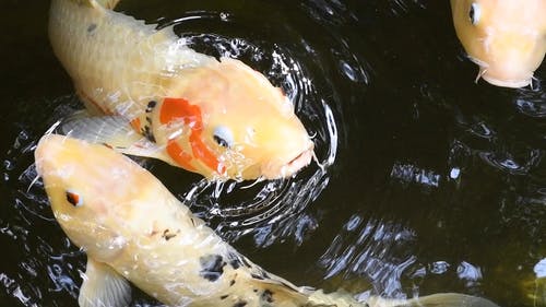 有关动物, 水, 游泳的免费素材视频