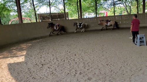 有关动物, 哺乳动物, 白天的免费素材视频