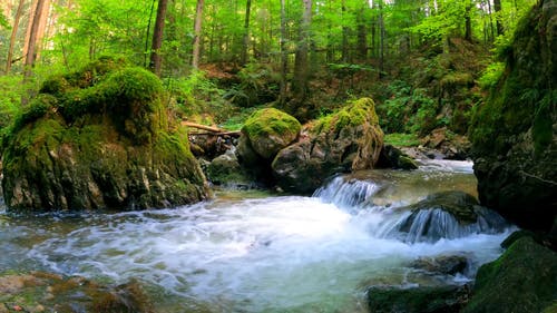 有关丛林, 天性, 水流动的免费素材视频