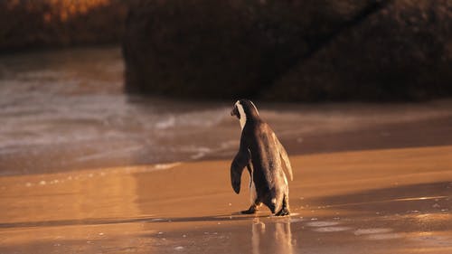 有关企鹅, 可爱的动物, 天性的免费素材视频
