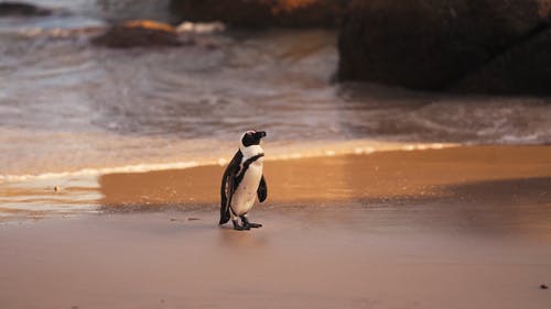 有关企鹅, 可爱的动物, 天性的免费素材视频