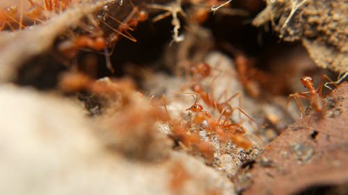 有关特写, 红蚂蚁, 蚁群的免费素材视频