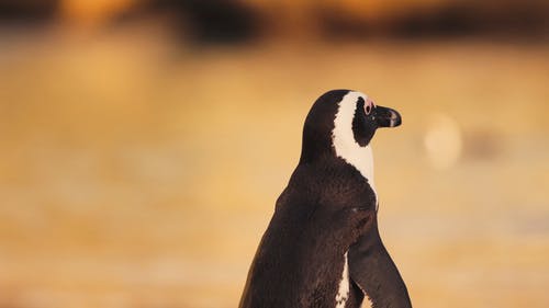 有关企鹅, 动物, 岸边的免费素材视频