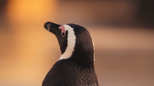 有关企鹅, 动物, 模糊的背景的免费素材视频