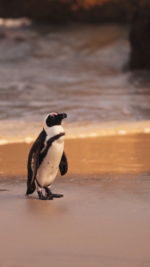 有关企鹅, 动物, 垂直视频的免费素材视频
