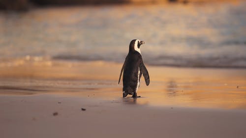 有关企鹅, 动物, 可爱的免费素材视频
