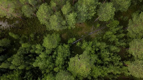 有关天性, 森林, 树木的免费素材视频