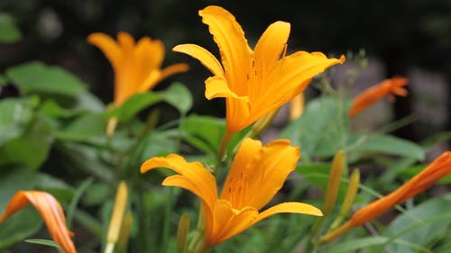 有关植物群, 橙花, 特写的免费素材视频