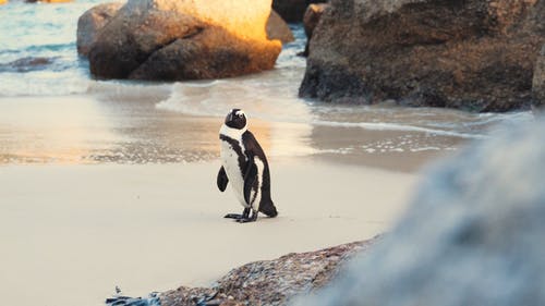 有关企鹅, 动物, 岩石的免费素材视频