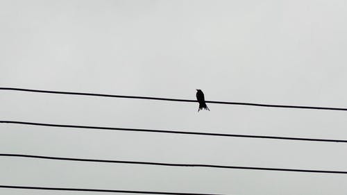 有关动物, 天空, 孟加拉国的免费素材视频