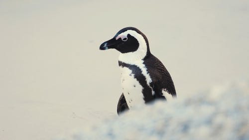 有关企鹅, 动物, 岸边的免费素材视频