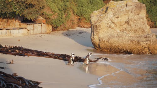 有关可爱, 岩石, 岸边的免费素材视频
