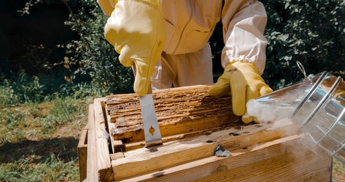 有关下田,养蜂人,养蜂人套装的免费素材视频