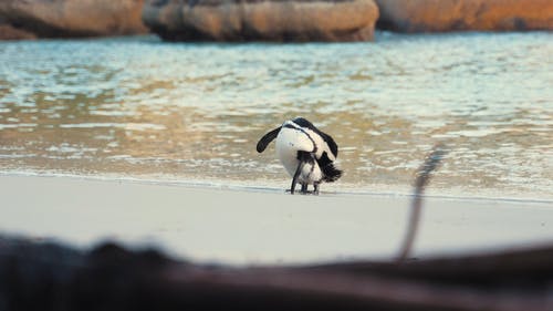 有关动物, 岸边, 招手的免费素材视频