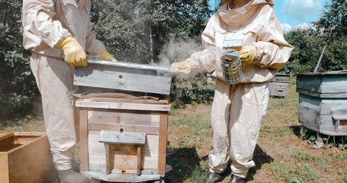 有关养蜂人,养蜂场,套装的免费素材视频