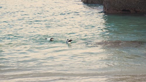 有关动物爱好者, 动物, 天性的免费素材视频
