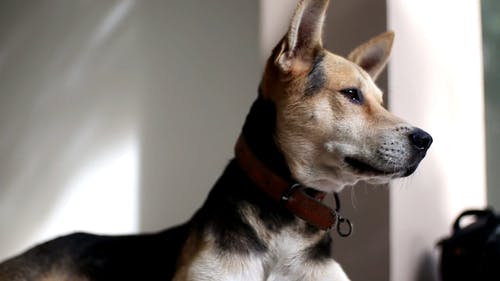 有关可爱, 可爱的, 家畜的免费素材视频