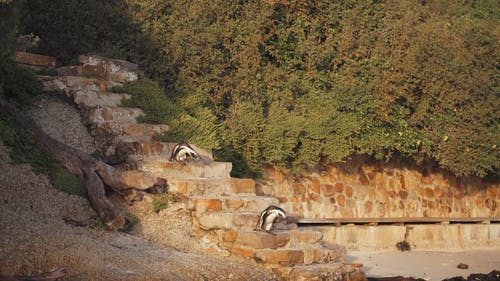 有关下降, 动物, 大石头的免费素材视频