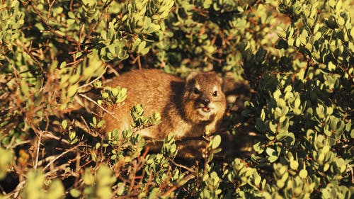 有关dassie, 动物, 咀嚼的免费素材视频