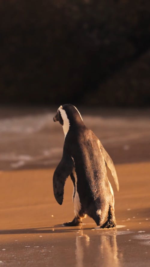 有关动物, 垂直视频, 岸边的免费素材视频