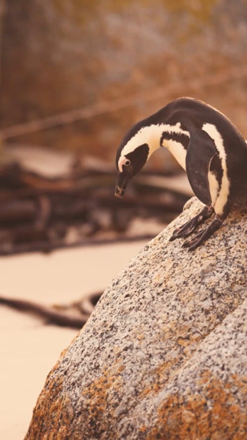 有关动物, 垂直视频, 岩石的的免费素材视频