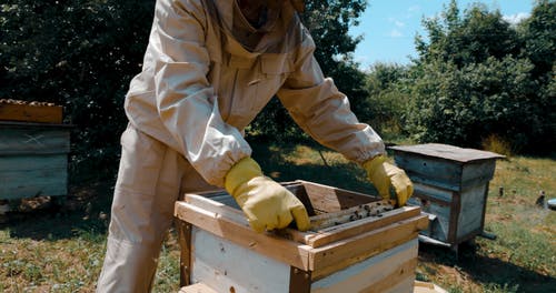 有关养蜂人, 养蜂场, 工作手套的免费素材视频