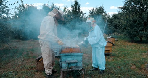有关2, 一起, 养蜂家的免费素材视频