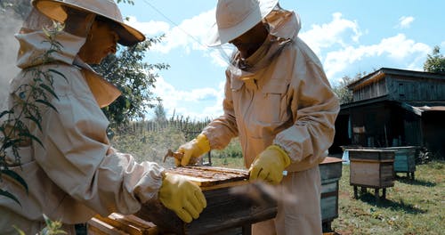 有关2, 养蜂人, 养蜂家的免费素材视频