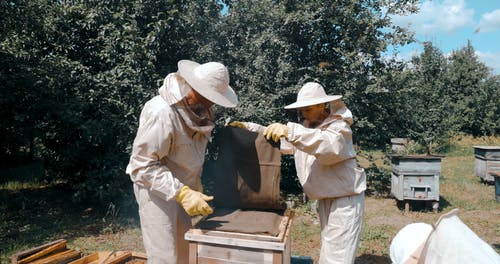 有关人, 养蜂人套装, 养蜂场的免费素材视频