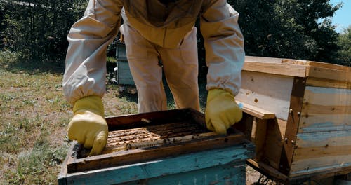 有关养蜂业, 养蜂人, 养蜂家的免费素材视频