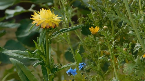 有关strawflower, xerochrysum bracteatum, 工厂的免费素材视频