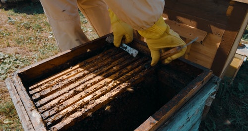 有关下田,养蜂人,打开的免费素材视频