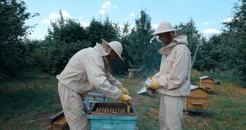 有关2, 一起, 养蜂人的免费素材视频