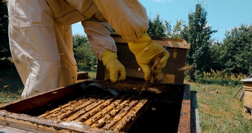 有关下田,养蜂人,打开的免费素材视频