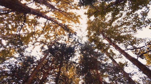 有关低角度拍摄, 森林, 树干的免费素材视频