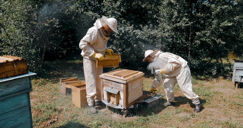 有关下田,养蜂人,养蜂人套装的免费素材视频