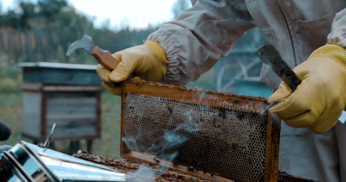 有关养蜂业, 养蜂人, 养蜂家的免费素材视频
