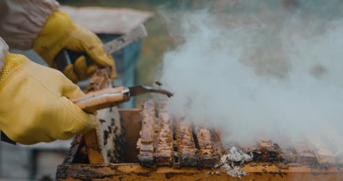 有关一群, 养蜂人, 养蜂场的免费素材视频