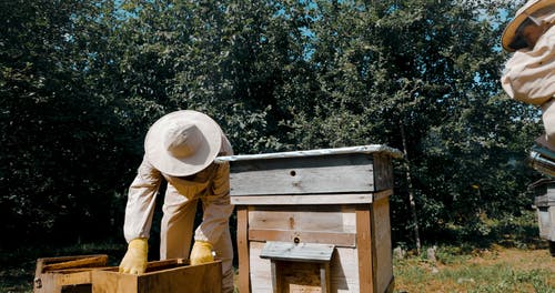 有关养蜂人套装, 养蜂场, 工作的的免费素材视频
