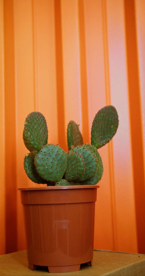 有关人, 仙人掌, 垂直视频的免费素材视频