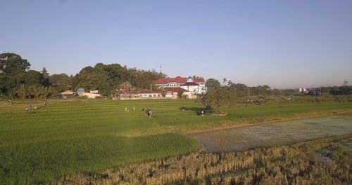 有关农业用地, 稻田, 空中镜头的免费素材视频