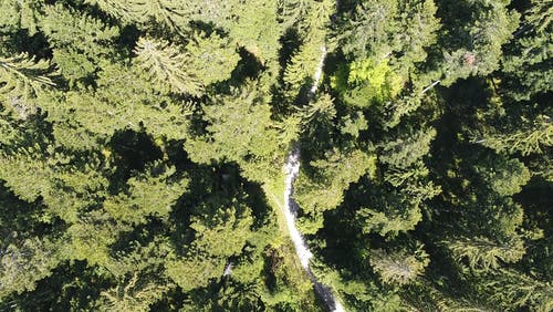 有关天性, 森林, 森林小径的免费素材视频
