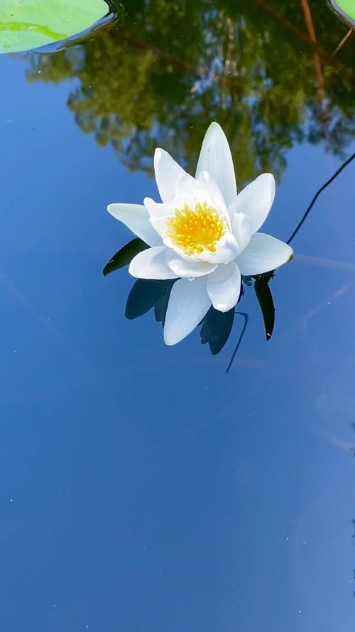 有关垂直视频, 工厂, 植物群的免费素材视频