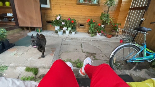 有关人,动物,在家的免费素材视频