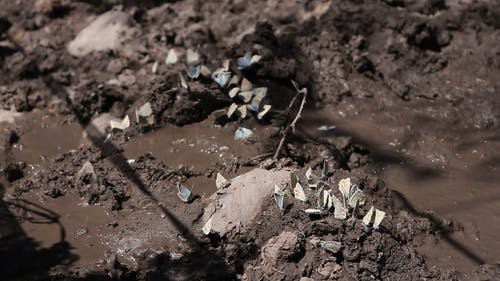有关昆虫, 泥土, 特写的免费素材视频