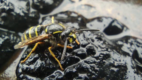 有关动物, 天线, 昆虫的免费素材视频