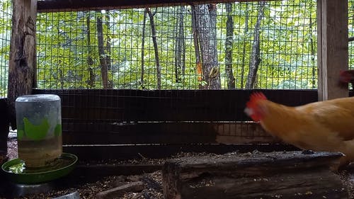 有关公鸡, 动物, 母鸡的免费素材视频