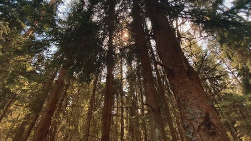 有关低角度拍摄, 天性, 森林的免费素材视频